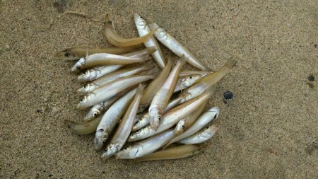 宮津江尻でピンギスラッシュ